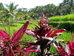 reisfeld und rote pflanze